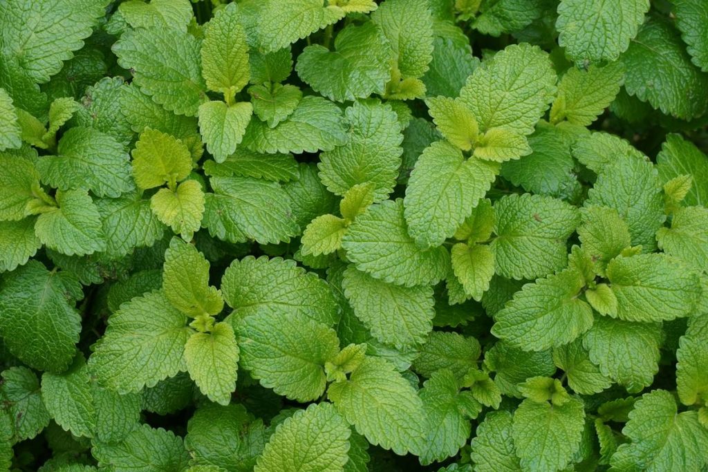 Can Lemon Balm Peace Aid Actually Help You Lose Weight? The Truth Behind the Calm
