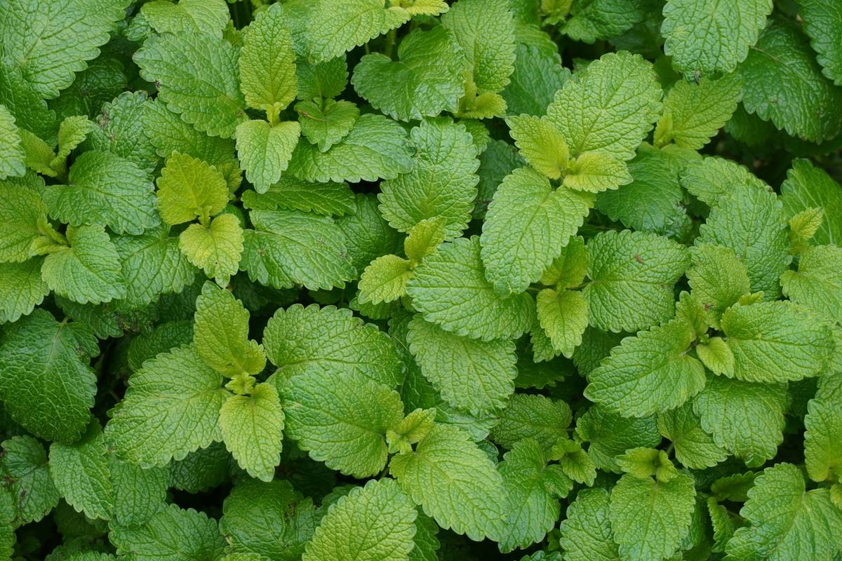 Fresh lemon balm leaves for natural lemon mood boost aid