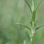 Lemon Balm Uplift Aid: The Forgotten Mood-Lifting Herb Hiding in Plain Sight