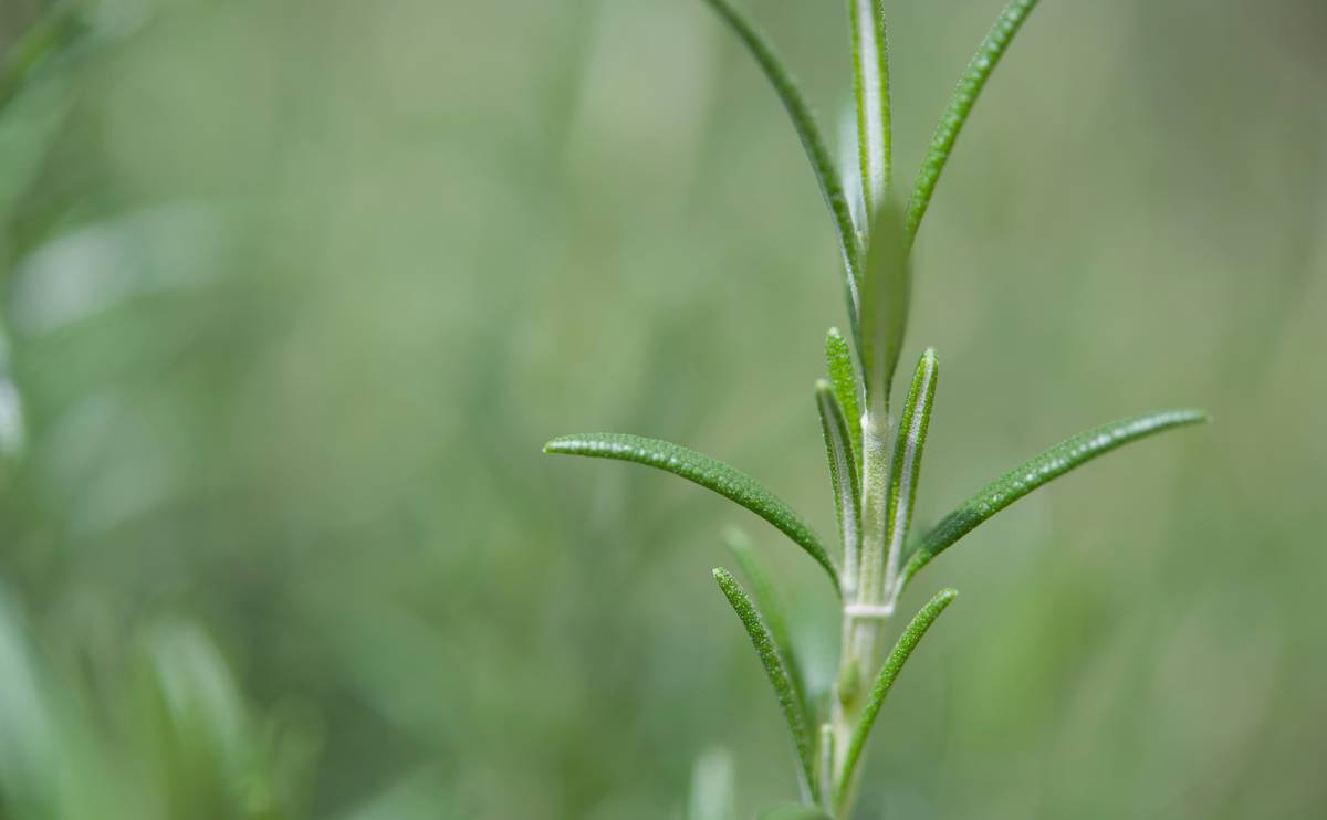 Lemon Balm Uplift Aid: The Forgotten Mood-Lifting Herb Hiding in Plain Sight