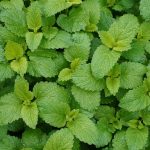Mood Enhancer Lemon Aid: The Forgotten Herb That Outperforms Modern Antidepressants